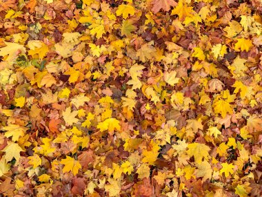 Birçok renkli sarı akçaağaç yaprakları arka planda, sonbaharda, sonbaharda.