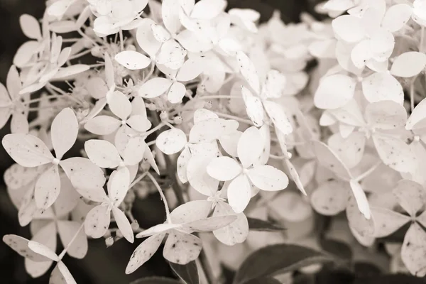 Białe Kwiaty Hortensji Hortensja Ogrodzie Piękne Kwiaty Krzewy Dekoracyjne — Zdjęcie stockowe