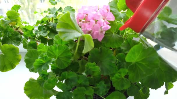 Una mano femenina regando geranio flor en maceta en un alféizar de la ventana, purgando agua de un vaso rojo y regadera de plástico, concepto de floricultura en el hogar — Vídeo de stock