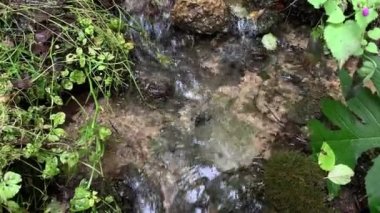 Orman pınarı, yeşil bitkiler arasında akan temiz su, doğa ve çevre koruması