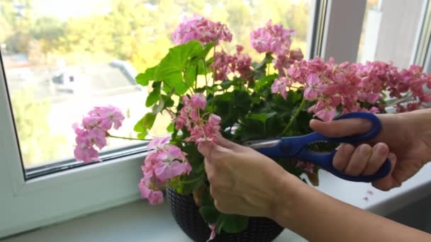 Mujer cortando flores secas descoloridas envuelven una planta de geranio en maceta en un alféizar de la ventana en el hogar, floricultura y plantas en crecimiento concepto, teniendo cuidado de las flores — Vídeos de Stock