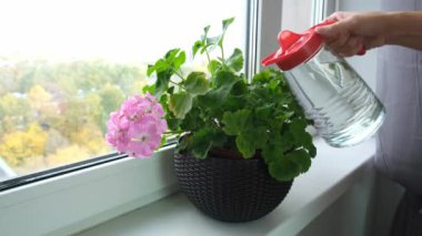 Pencere pervazında çiçek sardunyasını sulayan bir kadın, kırmızı cam ve plastik sulama kutusundan arıtma suyu, ev çiçekleri konsepti