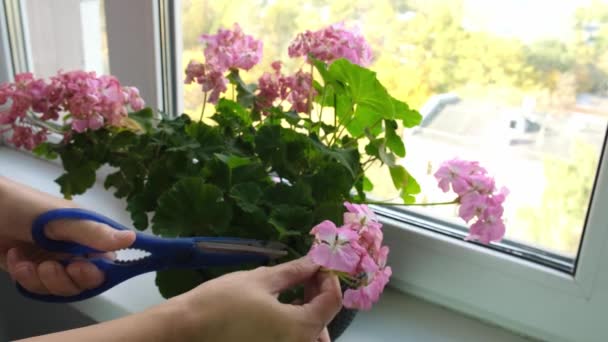 Γυναίκα κόβοντας ξερά ξεθωριασμένα λουλούδια που γράφονται σε ένα φυτό γεράνι σε γλάστρα σε ένα περβάζι παραθύρου στο σπίτι, ανθοκομία και καλλιέργεια φυτών έννοια, τη φροντίδα των λουλουδιών — Αρχείο Βίντεο