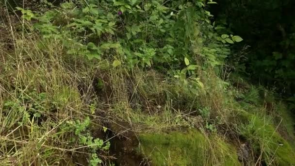 Een toerist in rubberen laarzen staat bij de bosbron, helder water stroomt tussen groene planten en witte vlinders om hem heen — Stockvideo