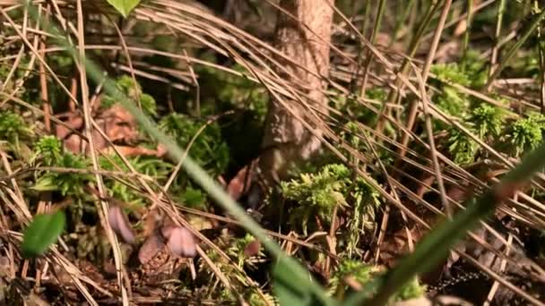 Champiñón comestible en un bosque hierba seca de cerca, concepto de recolección de hongos de verano — Vídeo de stock