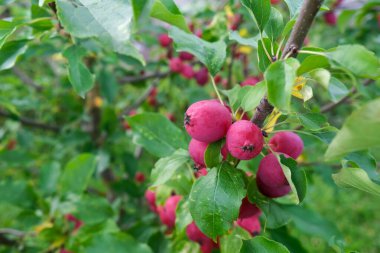 Yeşil dalda pembe Çin elması, ranetka veya cennet elması Malus prunifolisi, yaprak elması, erik yapraklı elma, armut yapraklı yaban elması veya Çin yaban elması.