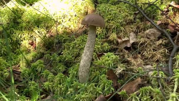 Champiñón comestible en un bosque hierba seca de cerca, concepto de recolección de hongos de verano — Vídeo de stock