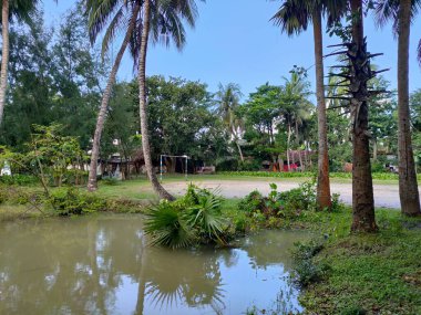 Göletli manzara ve Kızılderili palmiyesi