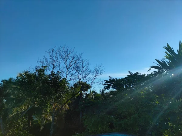 Día Soleado Cielo Despejado Con Montón Árboles — Foto de Stock