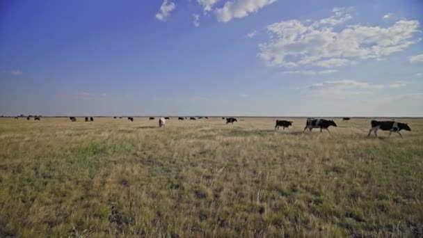 Vacas Leiteiras Coloridas Pasto Rebanho Vacas Incríveis Campo Verde Vacas — Vídeo de Stock