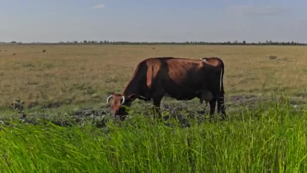 Κτηνοτροφία Πολύχρωμες Αγελάδες Γάλακτος Στο Βοσκότοπο Κοπάδι Καταπληκτικών Αγελάδων Ένα — Αρχείο Βίντεο
