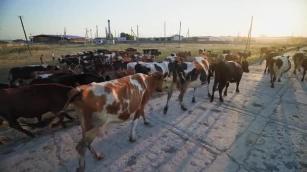 Branco Vacche Felici Ritorna All Agriturismo Pernottamento Allevamento Bestiame Mucche — Video Stock