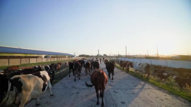 Ράντσο Ενός Επιτυχημένου Αγρότη Πολύχρωμες Αγελάδες Στις Ακτίνες Του Ήλιου — Αρχείο Βίντεο