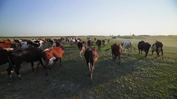 Vacas Multicolores Los Rayos Del Sol Rancho Granjero Exitoso Una — Vídeo de stock