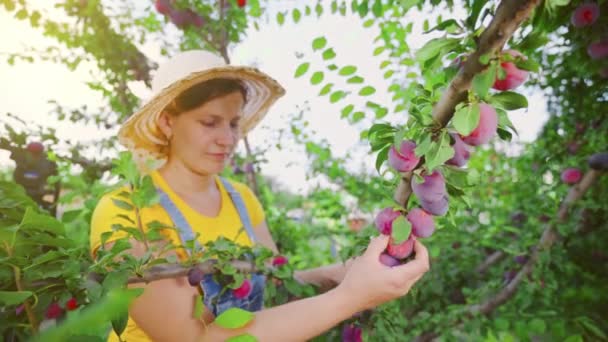 Rolniczka Trzymająca Gałąź Śliwki Ogrodnik Zbiera Owoce Pogodny Letni Dzień — Wideo stockowe