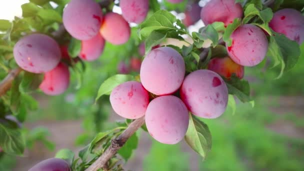 Perfekt Fruktträdgård Färska Mogna Saftiga Plommon Skördesäsong Fruktbärande Fruktträd Trädgårdsodling — Stockvideo