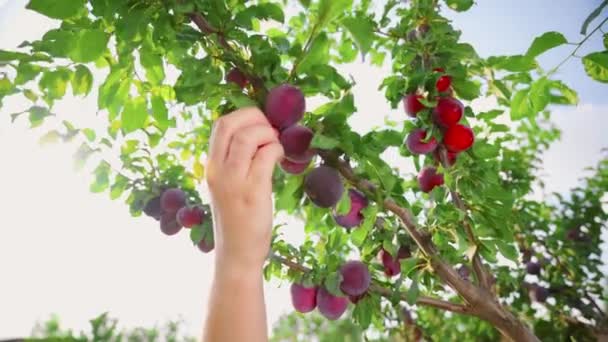 Gyümölcsöt Szedek Fáról Friss Szilva Kezében Kertészet Sűrűn Termő Szilvavirág — Stock videók