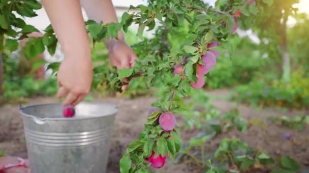 Young Woman Gardener Bucket Picking Sweet Plums Tree Orchard Fruit — Stock Video