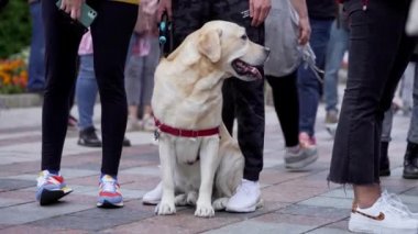 Kyiv, Ukrayna, 5 Eylül. 2021: Hayvan zulmünü protesto eden büyük beyaz köpek. Hayvan Hakları.