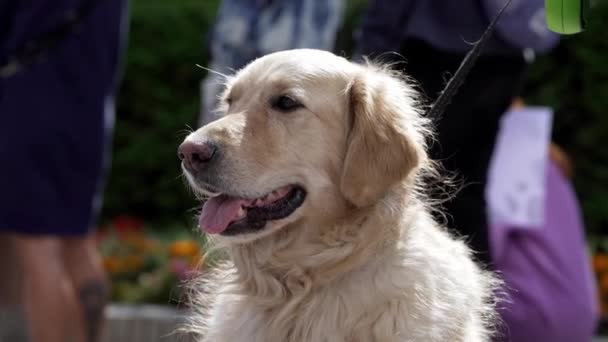 Ein Großer Weißer Hund Einer Menschenmenge Wartet Auf Sein Herrchen — Stockvideo