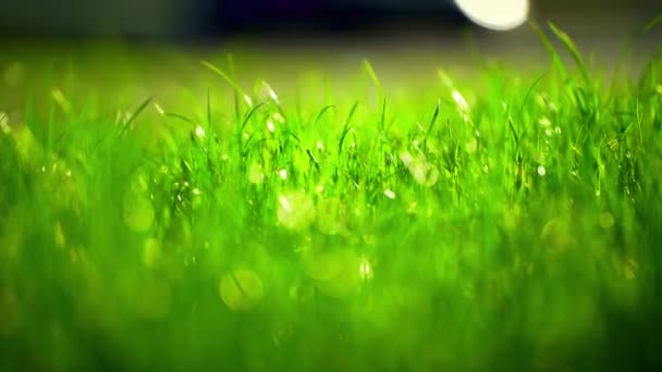 Яскравий Ранок Роси Падає Зелену Траву Зелена Трава Гойдається Вітрі — стокове відео