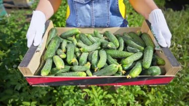 Elinde salatalık dolu bir kutu tutan bir kadın. hasat çiftçinin ellerinde. İş kadını. Tarla hasadı tarım bahçesi taze organik. Sağlıklı gıda yetiştirme işi