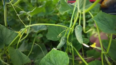 Salatalık yetiştiren bir sera. Tarım işi. Sağlıklı gıda yetiştirme işi. Tarım, kırsal ekonomi, çiftçilik tarım...