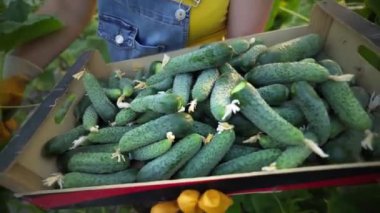Salatalık yetiştiren bir sera. Tarım işi. Sağlıklı gıda yetiştirme işi. Tarım, kırsal ekonomi, çiftçilik tarım...