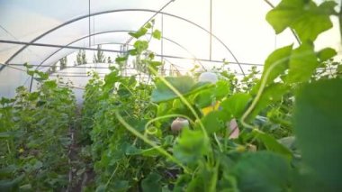 Salatalık yetiştiren bir sera. Tarım işi. Sağlıklı gıda yetiştirme işi. Tarım, kırsal ekonomi, çiftçilik tarım...