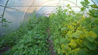Salatalık yetiştiren bir sera. Tarım işi. Sağlıklı gıda yetiştirme işi. Tarım, kırsal ekonomi, çiftçilik tarım...
