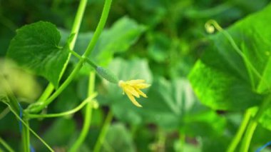 Salatalık yetiştiren bir sera. Tarım işi. Sağlıklı gıda yetiştirme işi. Tarım, kırsal ekonomi, çiftçilik tarım...