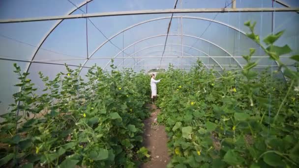 Agricultor Inspecciona Plantas Pepinos Cultivo Invernadero Agroindustria Trabajar Cultivando Alimentos — Vídeo de stock