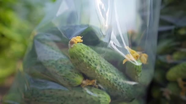 Φρέσκα Αγγούρια Σακούλα Θερμοκήπιο Καλλιεργεί Αγγούρια Αγροτικές Επιχειρήσεις Εργασία Καλλιέργεια — Αρχείο Βίντεο