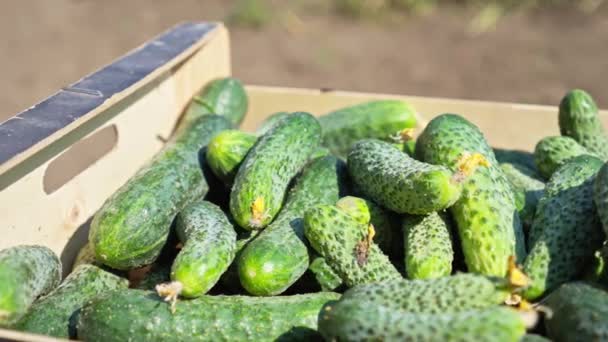 盒子里有新鲜的黄瓜 收成在农民的手中 女商人田间收获农田菜园有机鲜活 种植健康食品的工作 — 图库视频影像