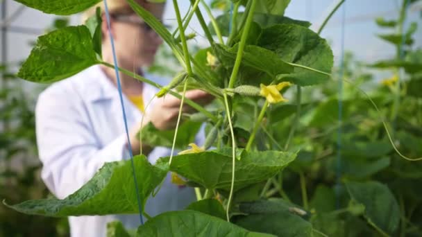 Çiftçi Bitkileri Kontrol Eder Salatalık Yetiştiren Bir Sera Tarım Işi — Stok video