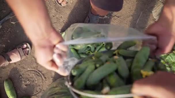 Pepinos Frescos Una Bolsa Pepinos Cultivo Invernadero Agroindustria Trabajar Cultivando — Vídeo de stock