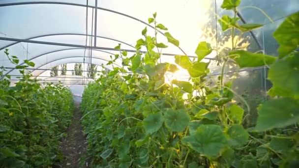 Salatalık Yetiştiren Bir Sera Tarım Işi Sağlıklı Gıda Yetiştirme Işi — Stok video