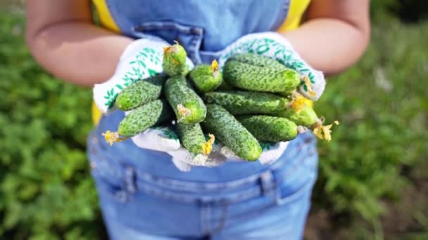 Salatalık Hasat Çiftçinin Ellerinde Kadını Tarla Hasadı Tarım Bahçesi Taze — Stok video