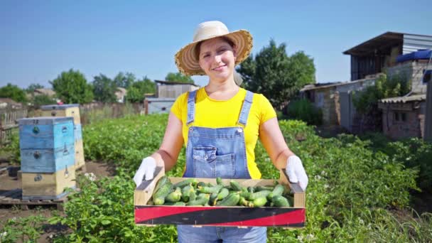 Pepinos Cultivo Invernadero Agroindustria Trabajar Cultivando Alimentos Saludables Agricultura Economía — Vídeos de Stock