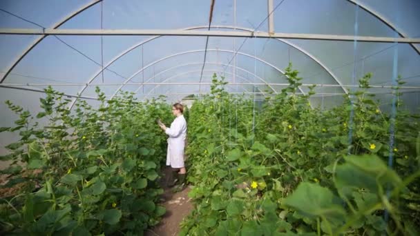 Γεωργός Επιθεωρεί Φυτά Θερμοκήπιο Καλλιεργεί Αγγούρια Αγροτικές Επιχειρήσεις Εργασία Καλλιέργεια — Αρχείο Βίντεο