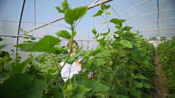 Agricultor Inspecciona Plantas Pepinos Cultivo Invernadero Agroindustria Trabajar Cultivando Alimentos — Vídeo de stock