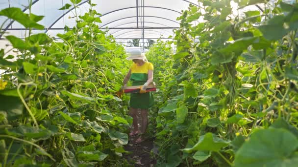 Salatalık Yetiştiren Bir Sera Tarım Işi Sağlıklı Gıda Yetiştirme Işi — Stok video