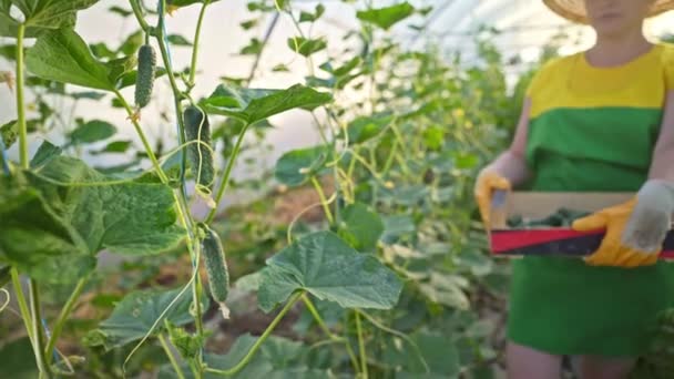 Pepinos Cultivo Invernadero Agroindustria Trabajar Cultivando Alimentos Saludables Agricultura Economía — Vídeos de Stock