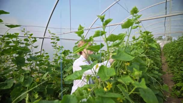 Landbouwer Inspecteert Planten Broeikas Met Komkommers Landbouwindustrie Werk Het Kweken — Stockvideo
