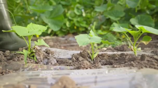 Agricultor Inspecciona Plantas Pepinos Cultivo Invernadero Agroindustria Trabajar Cultivando Alimentos — Vídeo de stock