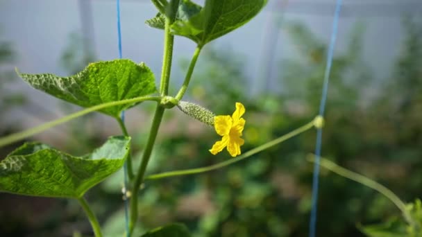 Greenhouse Growing Cucumbers Agribusiness Work Growing Healthy Food Agriculture Farming — Stock Video