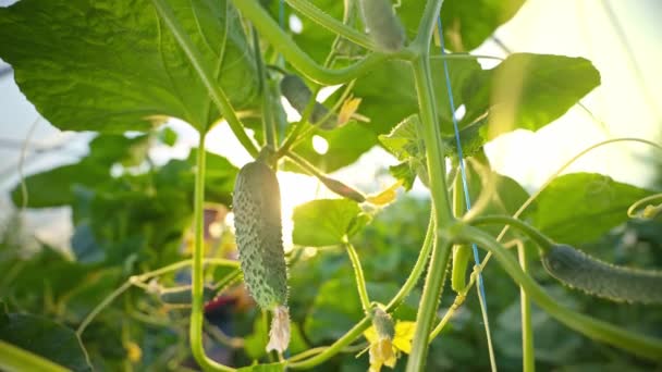 Pepinos Que Crescem Estufa Agronegócio Trabalho Cultivo Alimentos Saudáveis Agricultura — Vídeo de Stock