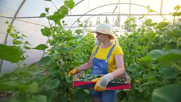 温室种植黄瓜 Agribusiness 种植健康食品的工作 农业耕作 农村经济 畜牧业 — 图库视频影像