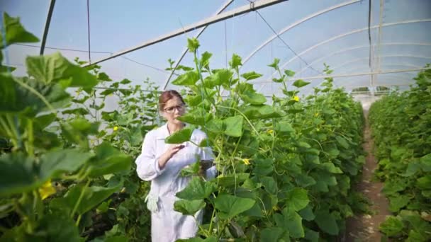 Farmář Kontroluje Rostliny Skleník Pěstuje Okurky Agribusiness Pěstování Zdravého Jídla — Stock video