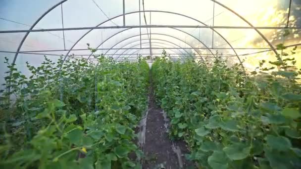 Greenhouse Growing Cucumbers Agribusiness Work Growing Healthy Food Agriculture Farming — Stock Video